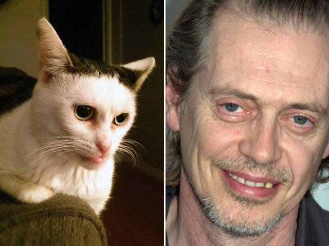 Celebrities And Their Animal ''Doppelgangers'' (20 pics)