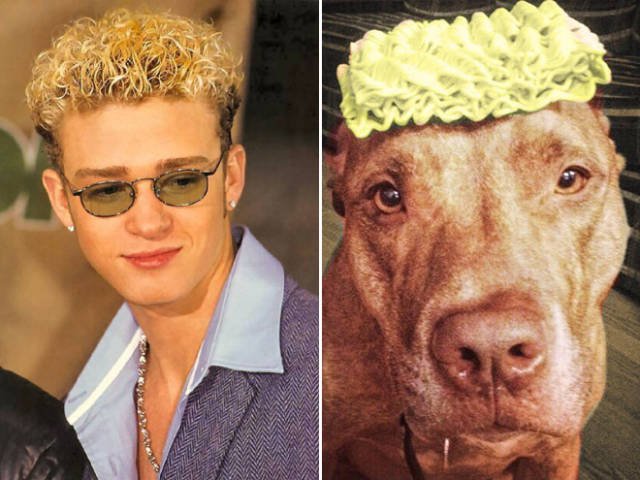 Celebrities And Their Animal ''Doppelgangers'' (20 pics)
