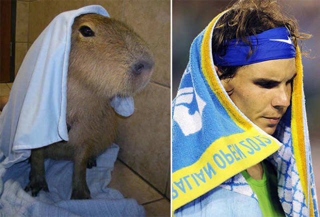Celebrities And Their Animal ''Doppelgangers'' (20 pics)