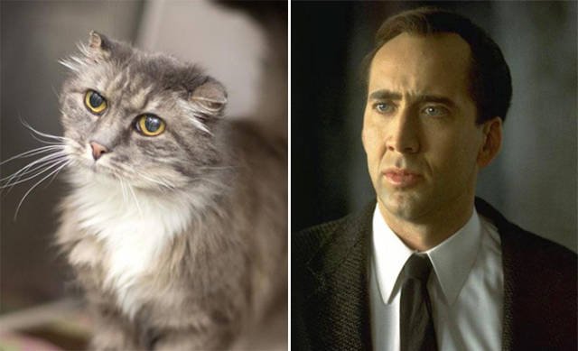Celebrities And Their Animal ''Doppelgangers'' (20 pics)