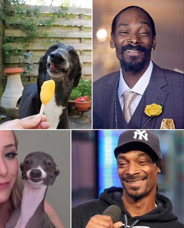 Celebrities And Their Animal ''Doppelgangers'' (20 pics)