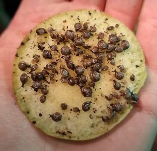 This Is Not Food (25 pics) This Is Not Food (25 pics)