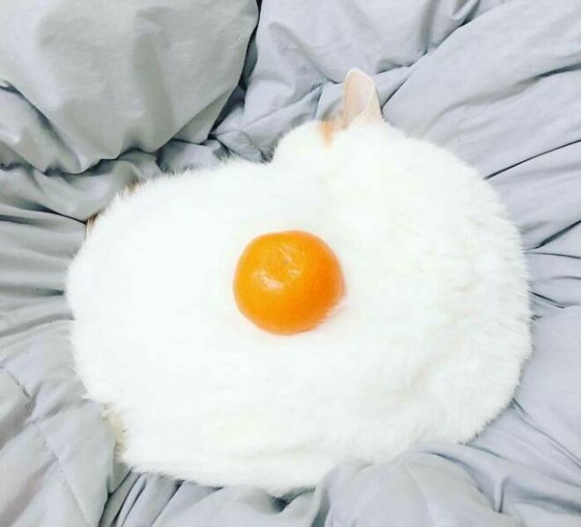 This Is Not Food (25 pics) This Is Not Food (25 pics)