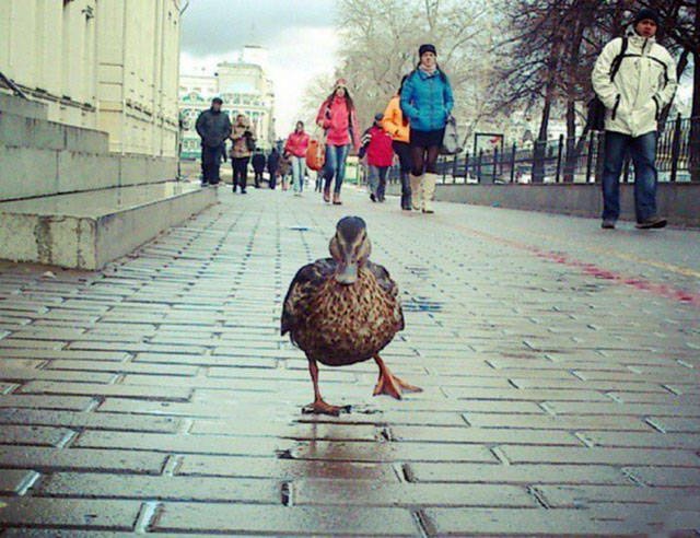 Strange Photos From Russia (40 pics)