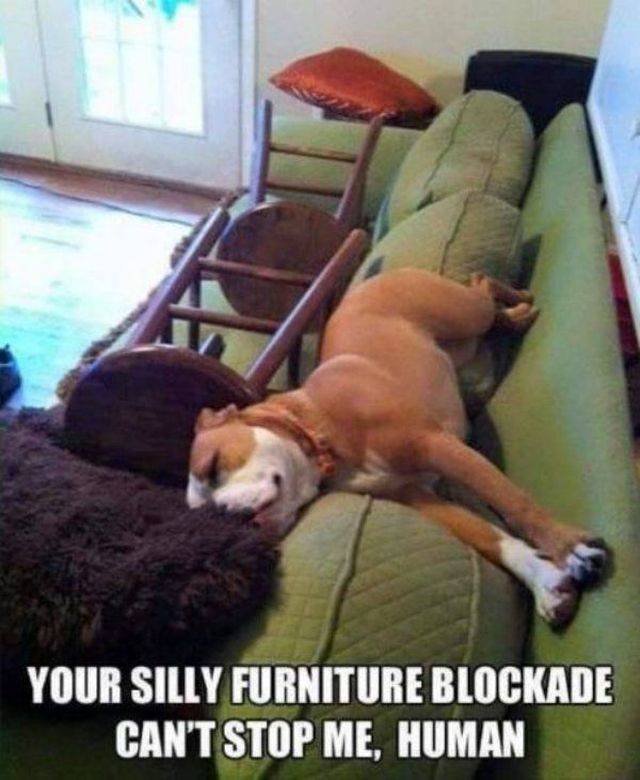 Funny Animals (53 pics)