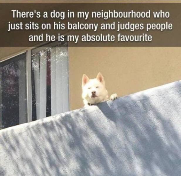 Funny Animals (53 pics)