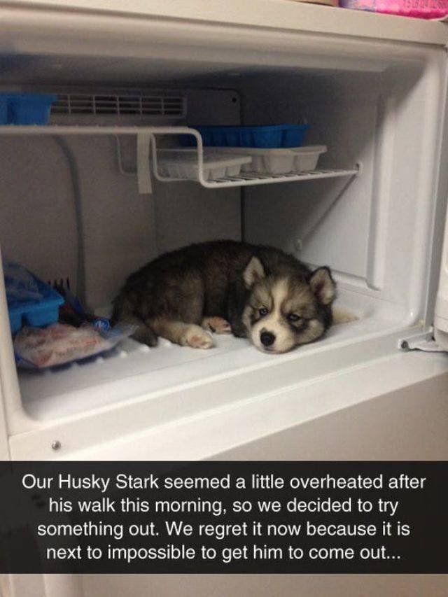 Funny Animals (53 pics)