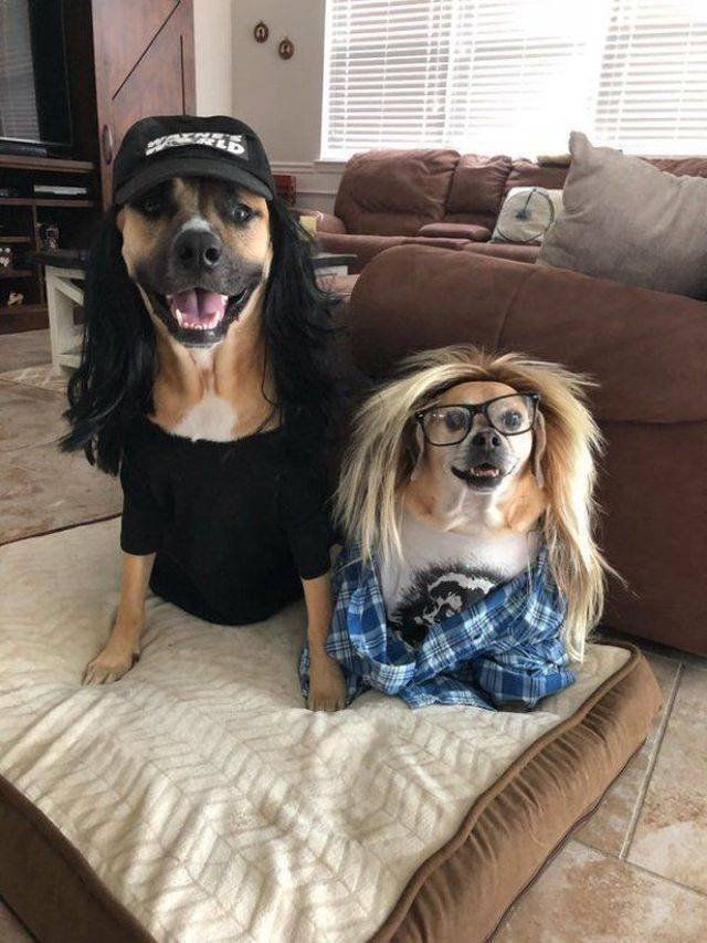 Funny Animals (53 pics)
