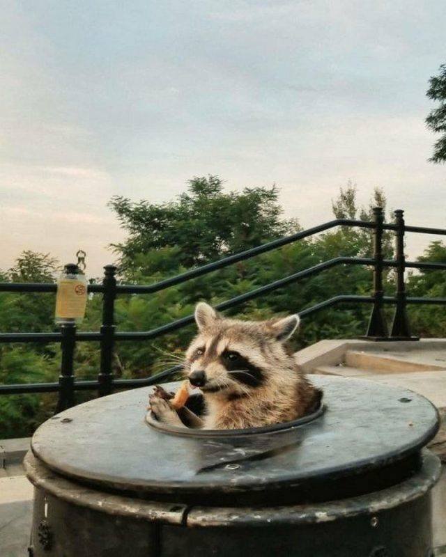 Funny Animals (53 pics)