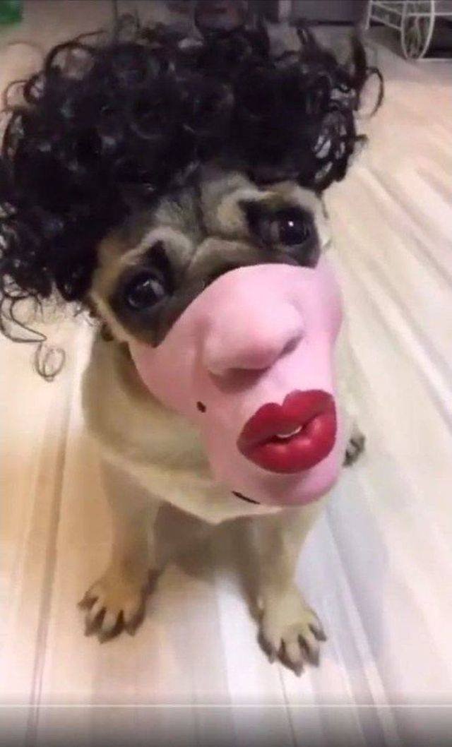 Funny Animals (53 pics)