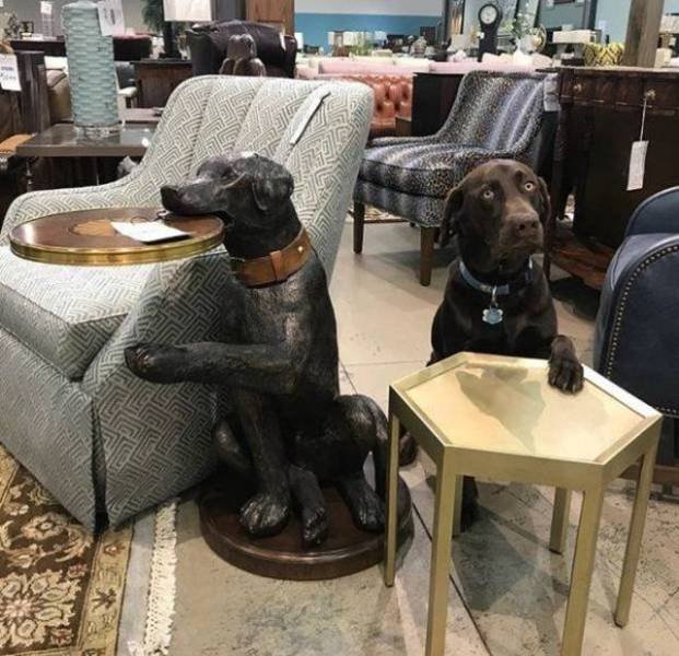Funny Animals (53 pics)