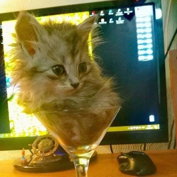 Funny Animals (53 pics)
