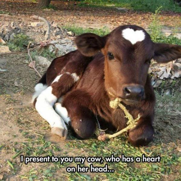 Funny Animals (53 pics)