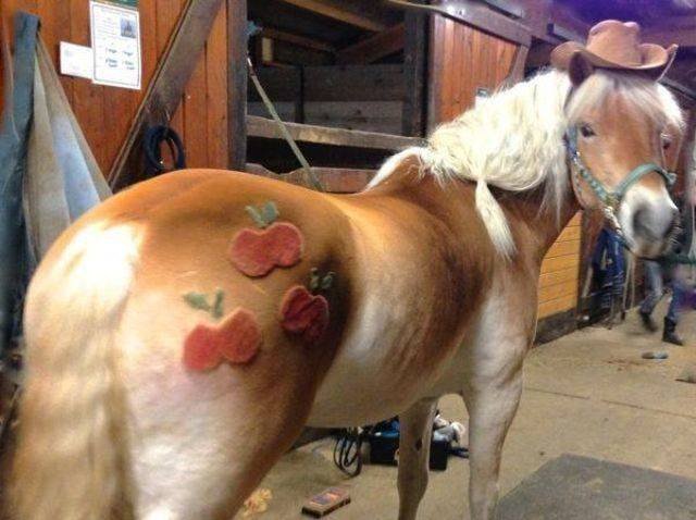 Funny Animals (53 pics)