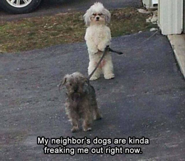 Funny Animals (53 pics)