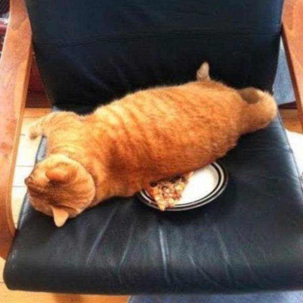 Funny Animals (53 pics)