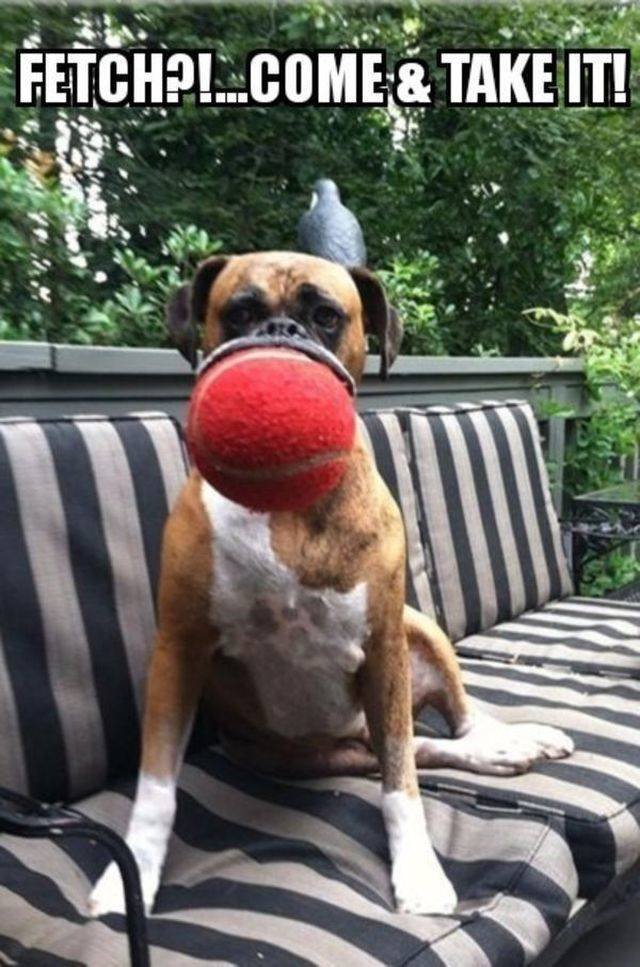 Funny Animals (53 pics)