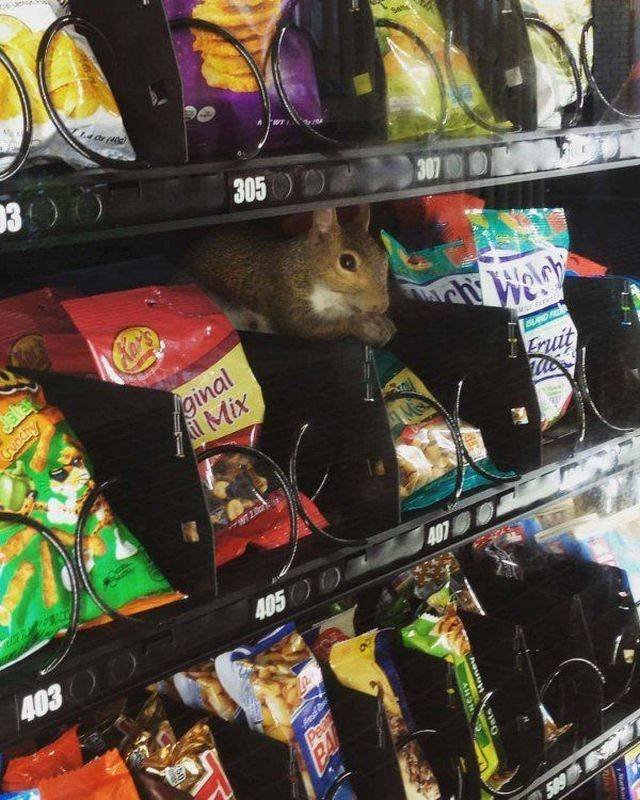 Funny Animals (53 pics)
