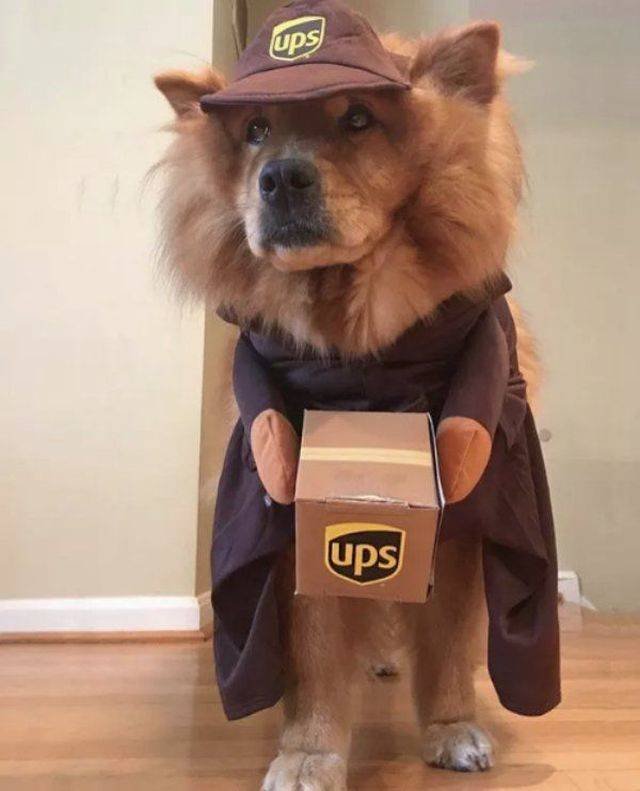 Funny Animals (53 pics)