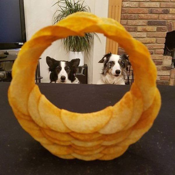 Funny Animals (53 pics)