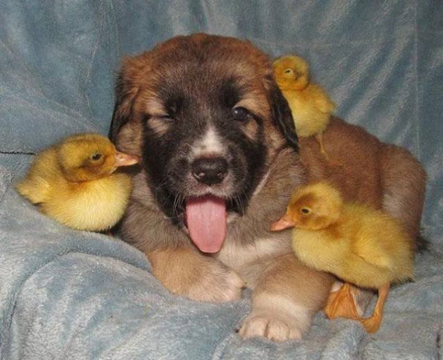 True Friendship (23 pics)
