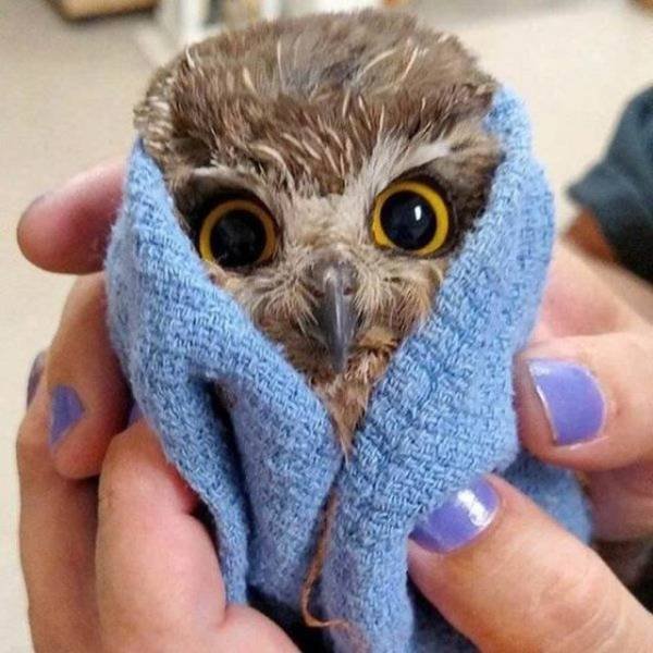 Funny Animals (53 pics)