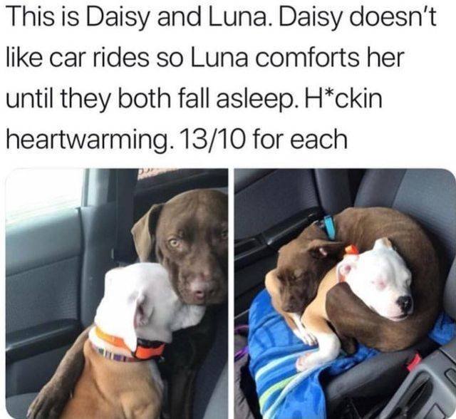 Funny Animals (53 pics)