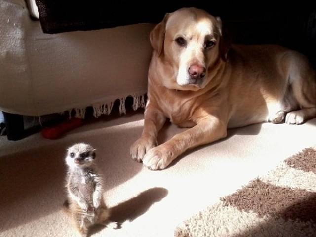 True Friendship (23 pics)