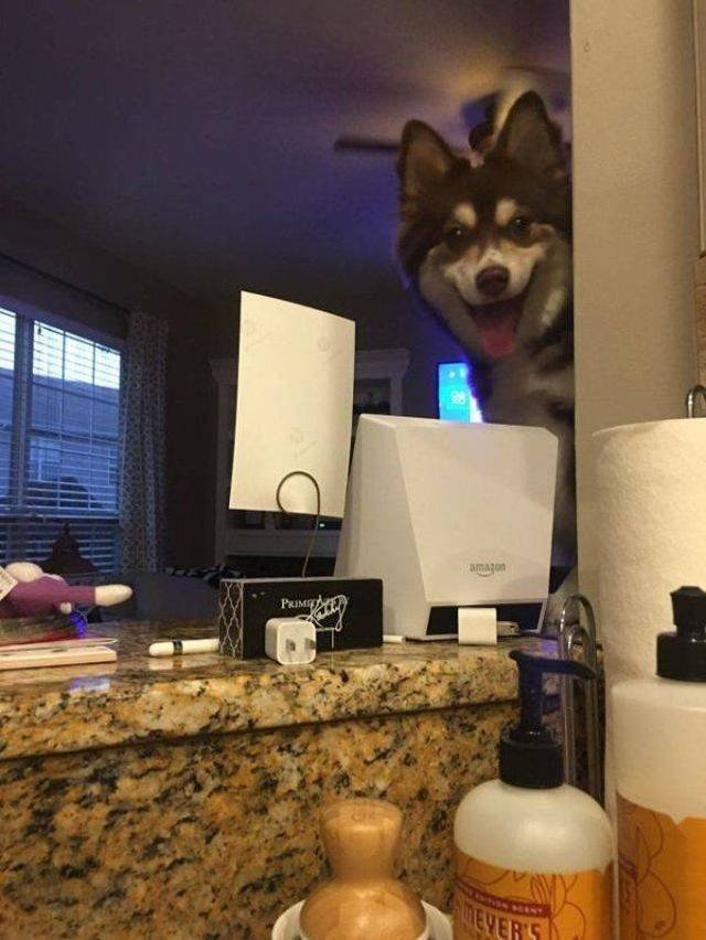 Funny Animals (53 pics)