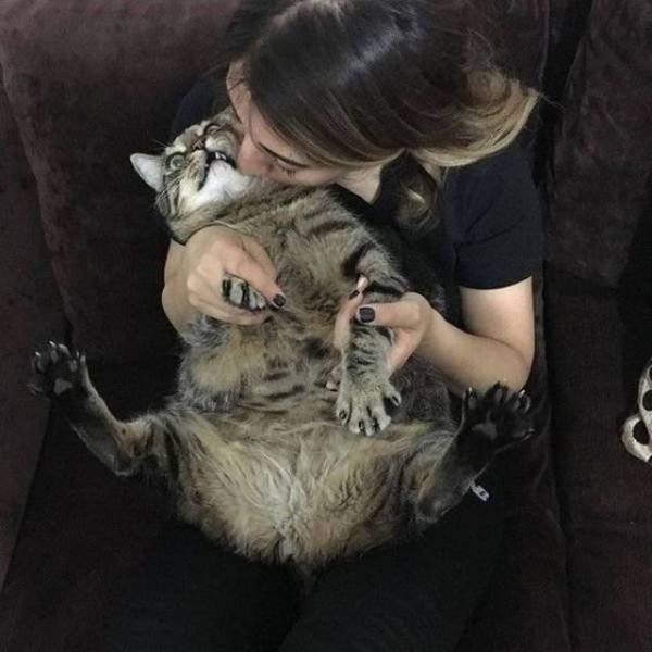 Funny Animals (53 pics)