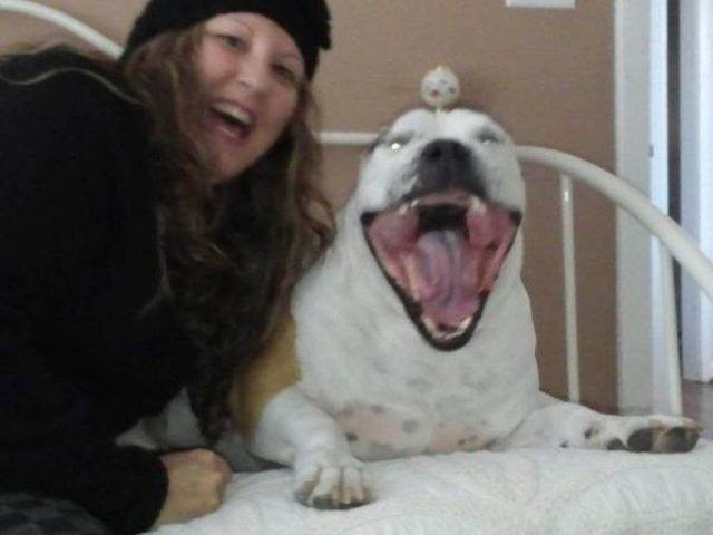 Funny Animals (53 pics)