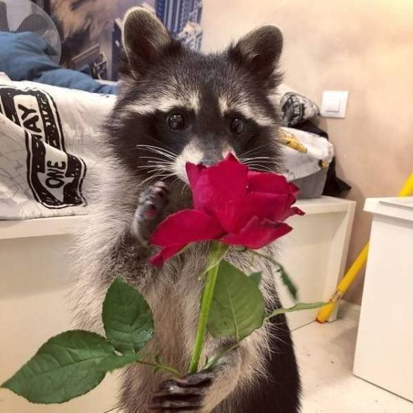 Funny Animals (53 pics)