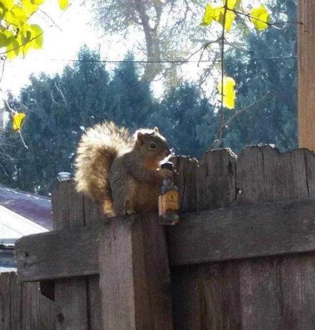 Funny Animals (53 pics)