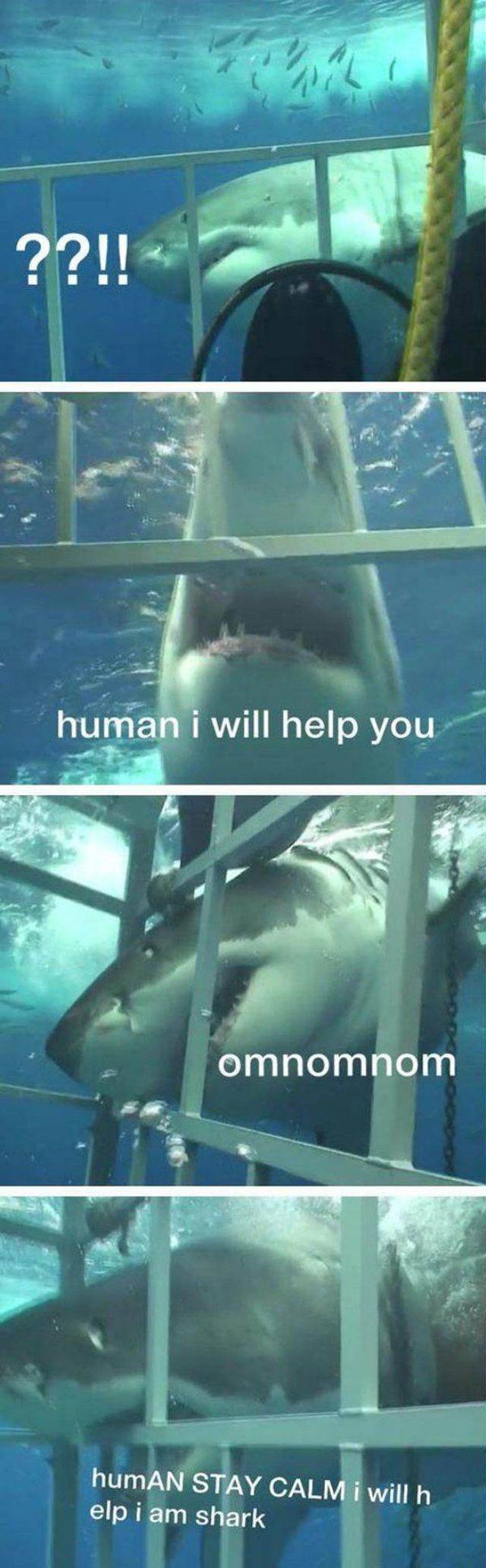 Funny Animals (53 pics)