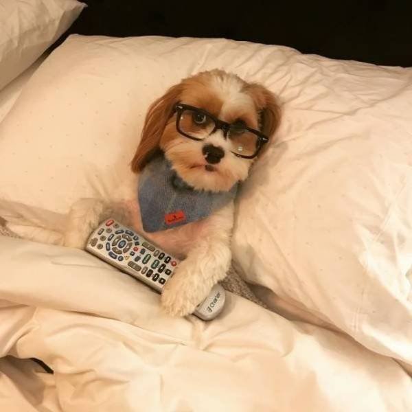Funny Animals (53 pics)