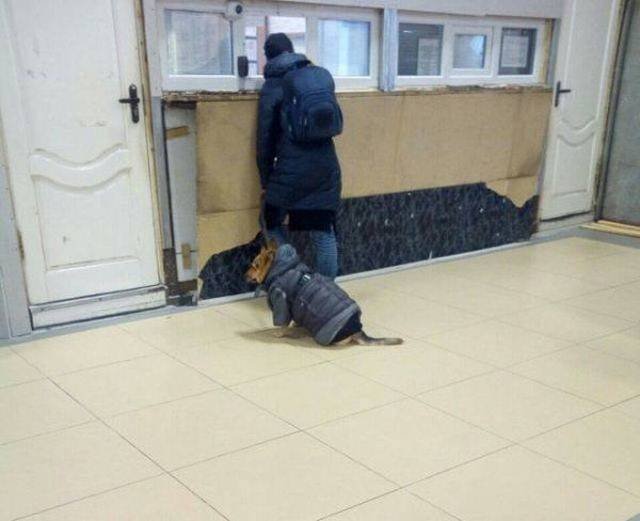 Funny Animals (53 pics)