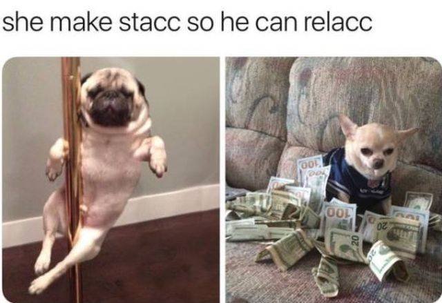 Funny Animals (53 pics)