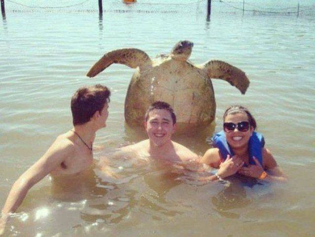 Funny Animals (53 pics)