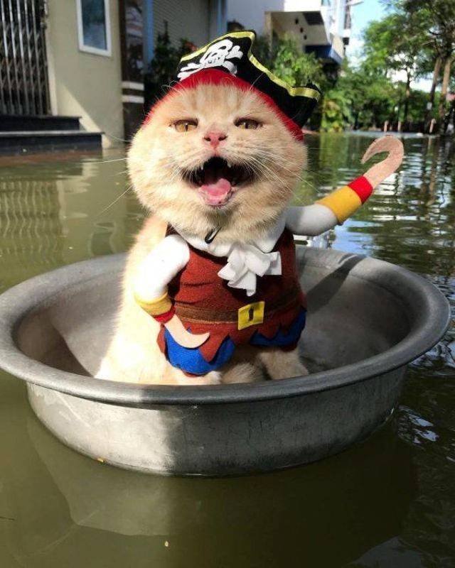 Funny Animals (53 pics)