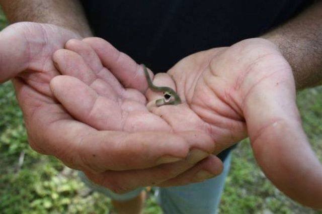 Funny Animals (53 pics)