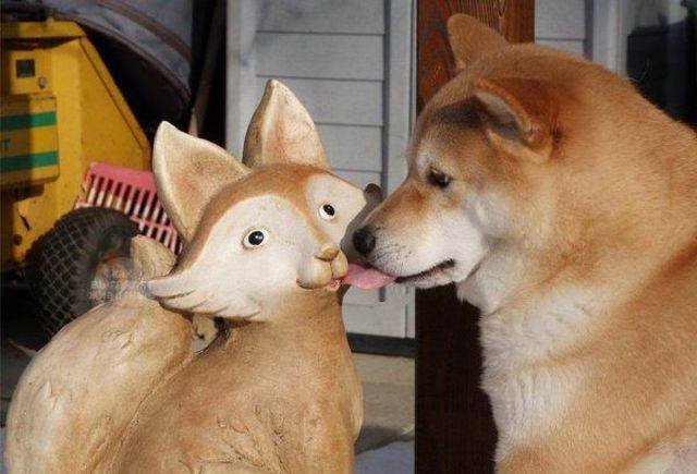 Funny Animals (53 pics)