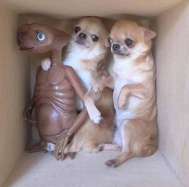 Funny Animals (53 pics)