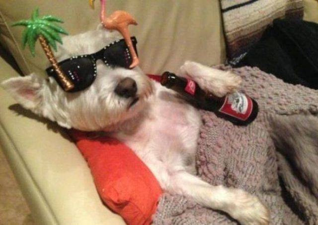 Funny Animals (53 pics)