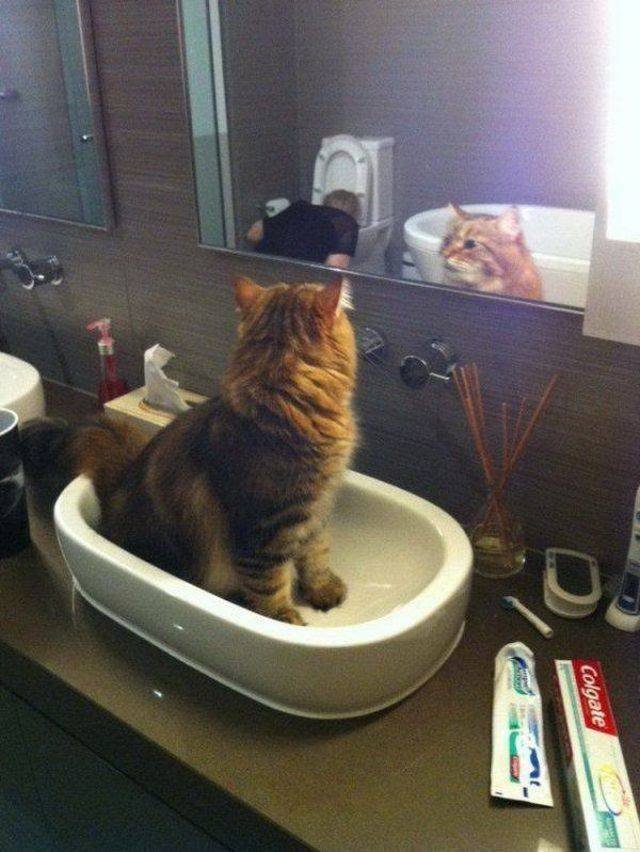 Funny Animals (53 pics)