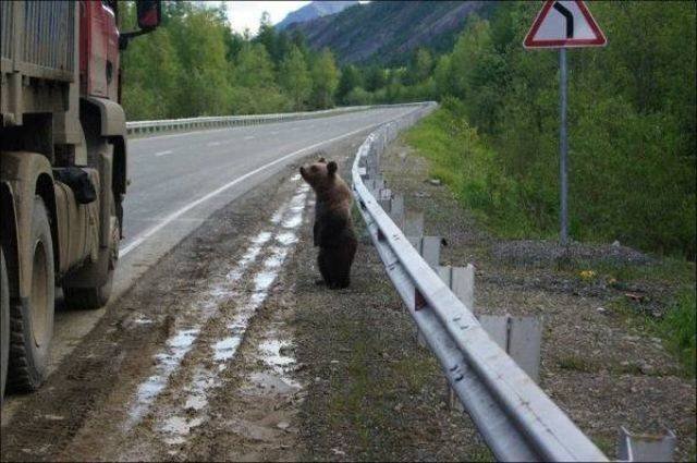 Funny Animals (53 pics)