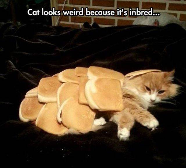 Funny Animals (53 pics)