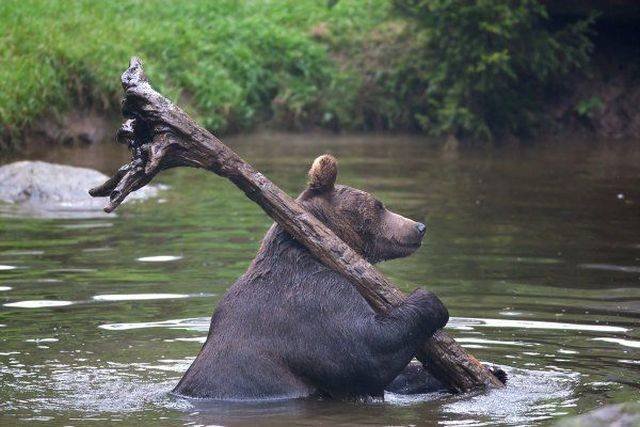 Funny Animals (53 pics)