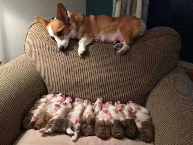 Funny Animals (53 pics)