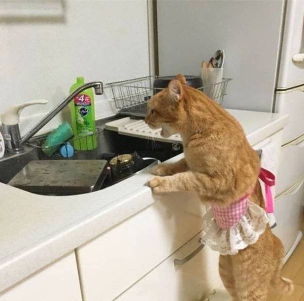 Funny Animals (53 pics)