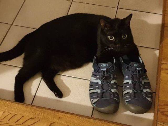 Funny Animals (53 pics)